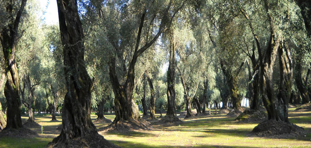 La industria oleícola italiana prevé una campaña de aceite de oliva por debajo de la media