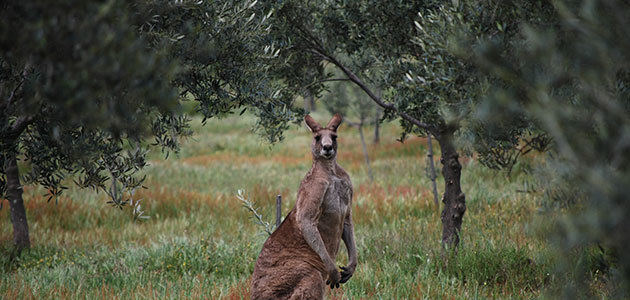 Australia mantendrá su producción de aceite de oliva en 22.000 t. la próxima campaña