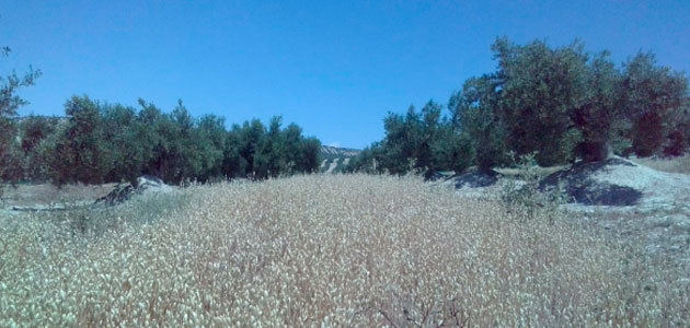 La siembra de avena en las calles del olivar aumenta la rentabilidad y disminuye la erosión