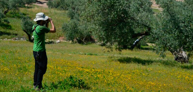 Las aves migratorias de invierno dispersan casi el 90% de las semillas del entorno del olivar