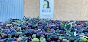 Ávila impulsa el aceite de oliva del Tiétar con el objetivo de lograr la primera DOP de Castilla y León