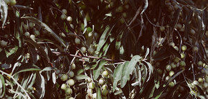 Nace la Red ValorBio+ para reducir el impacto ambiental de los residuos y subproductos agroforestales