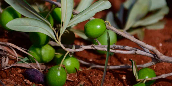 La CE incrementa la ayuda nacional a los agricultores hasta 25.000 euros