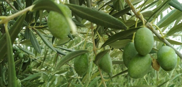 Asaja reclama al Gobierno una solución 'inmediata y transparente' para activar las ayudas extraordinarias al olivar