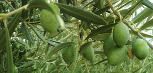 Asaja reclama al Gobierno una solución "inmediata y transparente" para activar las ayudas extraordinarias al olivar