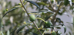 Secuencian por primera vez el genoma de la variedad de olivo ayvalik