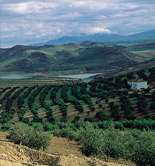 El aceite de la DOP Baena, reconocido como organización interprofesional agroalimentaria