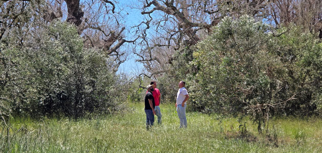 BALAM Agriculture impulsa la modernización del olivar en Italia