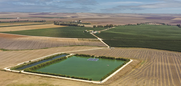 Vendidos los primeros créditos de carbono en olivar del Programa Cultiva Carbono de BALAM Agriculture