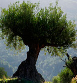 El USDA cifra la producción mundial de aceite de oliva en 3,01 millones de toneladas en la campaña 2016/17