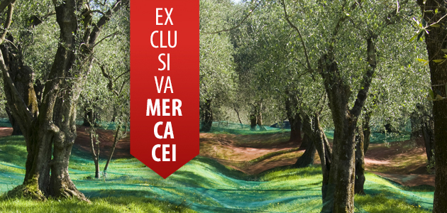 Balance de la campaña oleícola 2025/26 en los principales países productores