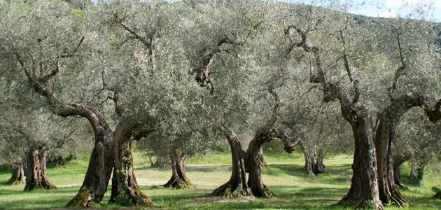 Baleares y Andalucía colaborarán en la investigación sobre las variedades de olivo más resistentes a la Xylella fastidiosa 
