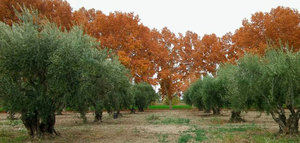 La colección de olivos de San Juan (Argentina) se integra en la red mundial de Bancos de Germoplasma