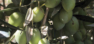 Bangladesh debuta en la producción de aceite de oliva