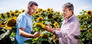 BASF entra en el mercado de las semillas de girasol