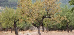 El Proyecto BeXyl presenta recursos divulgativos de bioseguridad enfocados a la Xylella fastidiosa