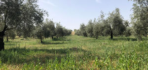 Colaboración entre agricultores y cazadores para la recuperación de la cubierta vegetal en olivares