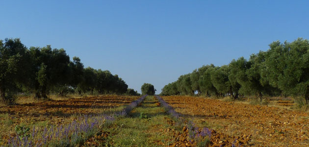 Tendencias de biodiversidad en los cultivos