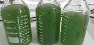 Obtienen biomasa producida por microalgas cultivadas en aguas de almazara