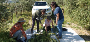 Investigadores del IAS-CSIC, IFAPA y UCO cuantifican la biomasa y la acumulación de carbono en olivos arbosana y picual