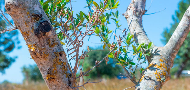 Investigan cómo lograr un bioplaguicida sostenible y eficaz contra la Xylella fastidiosa