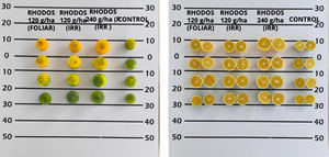 Biotecarios impulsa la I+D+i en citricos con un ensayo de Rhodos en campo