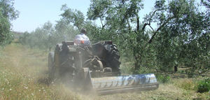 Andalucía publica la ley que fomenta el consumo de alimentos ecológicos