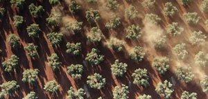 Un documental lleva el "mar de olivos" andaluz a los cines y a Qatar Airways e Iberia