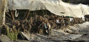 Cooperativas Agro-alimentarias de Andalucía reclama la ampliación de las ayudas del Gobierno por las borrascas