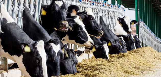 La pulpa de aceituna reduce los costes de alimentación y mejora las cualidades saludables de la grasa de la leche y la carne del ganado vacuno