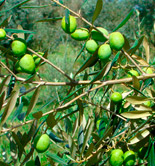 Productores y expertos debaten sobre la mejora de la olivicultura en Brasil