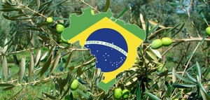 Brasil, tercer importador mundial de aceite de oliva