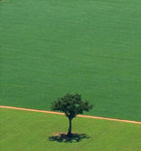 Brasil acoge la I Feria Internacional de Negocios en Olivicultura