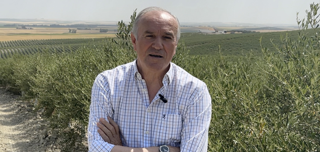 Cómo rentabilizar el olivar de secano