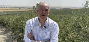 Cómo rentabilizar el olivar de secano