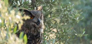 Olivares Vivos: la importancia del olivar para la conservación de la biodiversidad en Europa