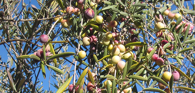 Extremadura apuesta por el olivar como una 'parte fundamental' de su empleo 