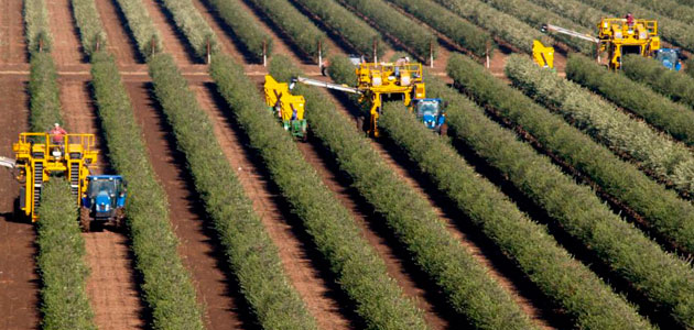 California prevé una producción de aceite de oliva inferior a 9,5 millones de litros