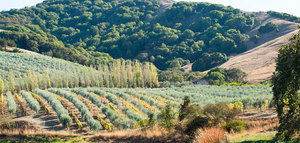 California prevé un descenso "significativo" de su producción de aceite de oliva en la campaña 2022/23