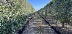 Promueven la producción sostenible de los olivares de alta densidad de California