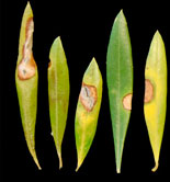 Detectada una nueva enfermedad en los olivares de California