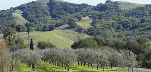 California espera un año récord de producción de aceite de oliva a pesar de los incendios