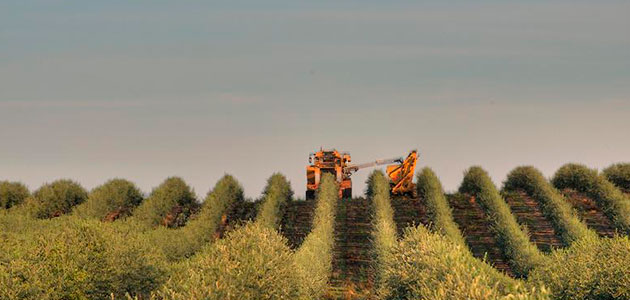 La OOCC certifica a los productores que cumplen con su norma de calidad para la campaña 2021/22 en California