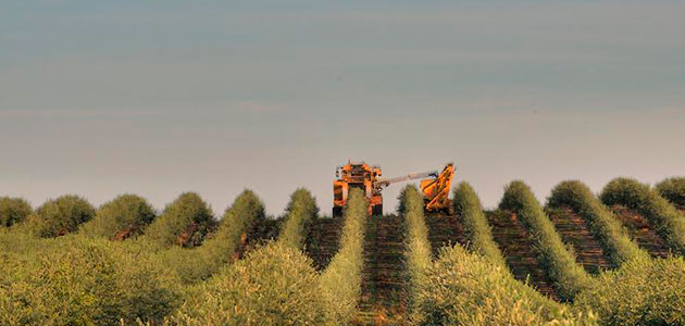 California examina la calidad de sus aceites de oliva