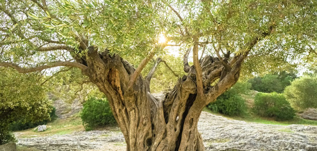 El COI y el Ciheam organizan un curso sobre olivicultura y cambio climático