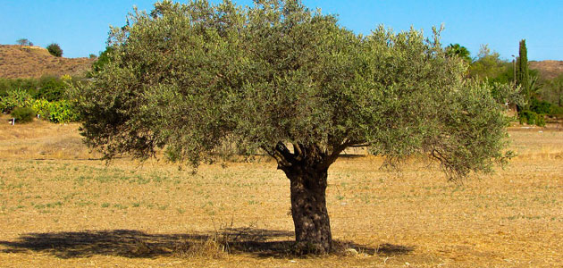 El Ifapa analizará el impacto del cambio climático en el olivar