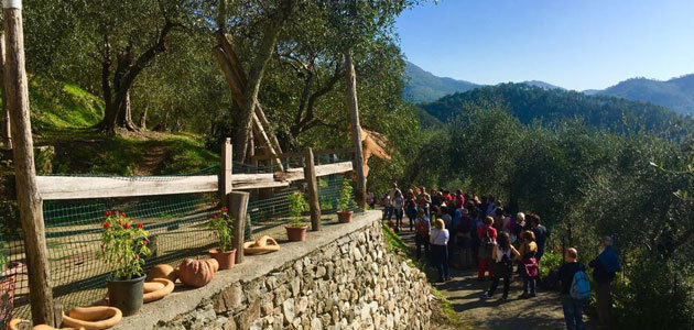 Caminando entre olivos: 84 ciudades italianas se unen para descubrir el origen del oro verde