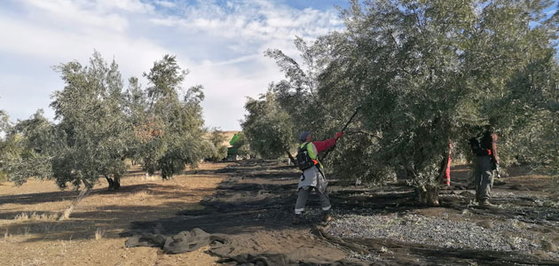 COAG-Jaén: 'El comienzo de recogida de la aceituna alerta de que la cosecha será peor de lo previsto en los aforos'