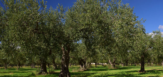 Andalucía destina 37,8 millones de euros para impulsar la competitividad del sector del olivar