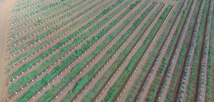 AGR creará campos de ensayo en Andalucía y Portugal para estudiar el comportamiento de las variedades de olivar en seto